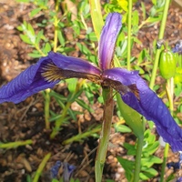 Iris dolichosiphon subsp. orientalis